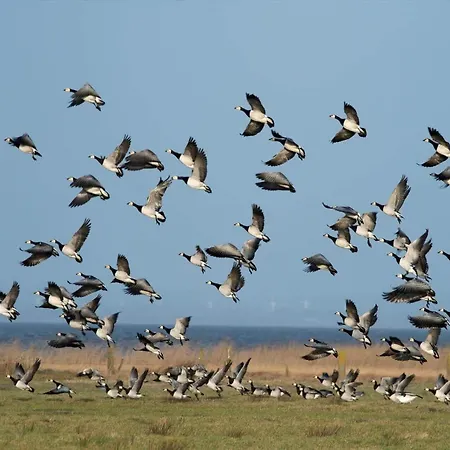 5532-hvide-sande-sonder-klitvej-84-2 דירה Havrvig